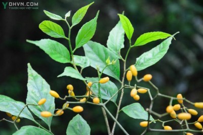 Cây dược liệu cây Kim sương, Chùm hôi trắng, Cây da chuột, Lăng ớt, Ớt rừng - Micromelum falcatum (Lour.) Tanaka