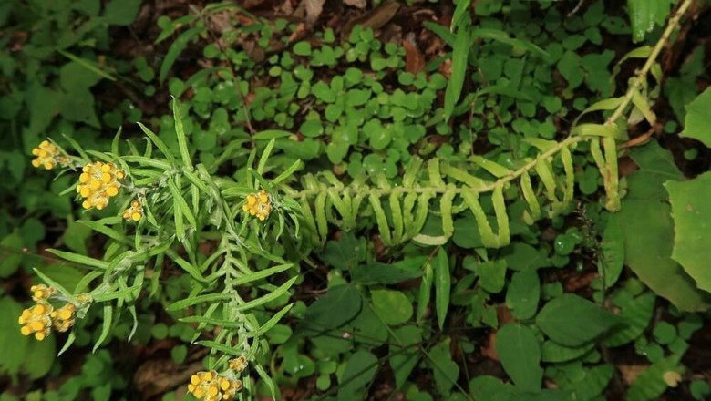 Cây dược liệu cây Rau khúc dưới trắng - Gnaphalium hypoleucum DC. ex Wight