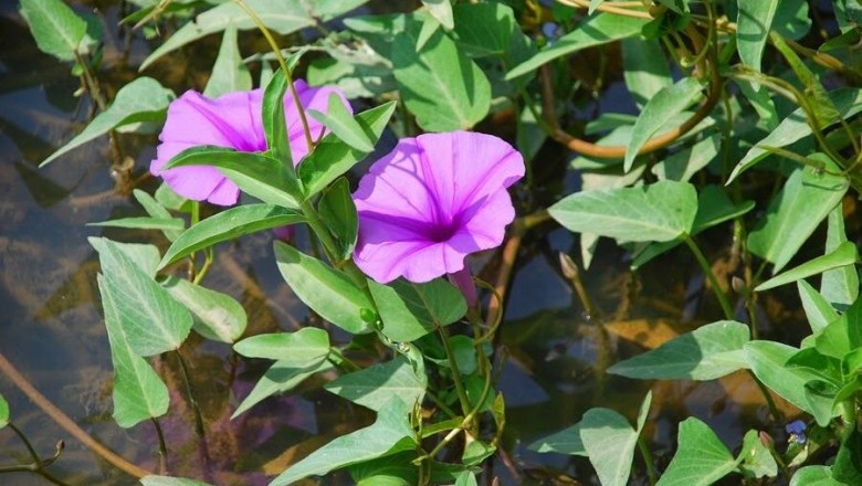 Cây dược liệu cây Rau muống - Ipomoea aquatica Forssk