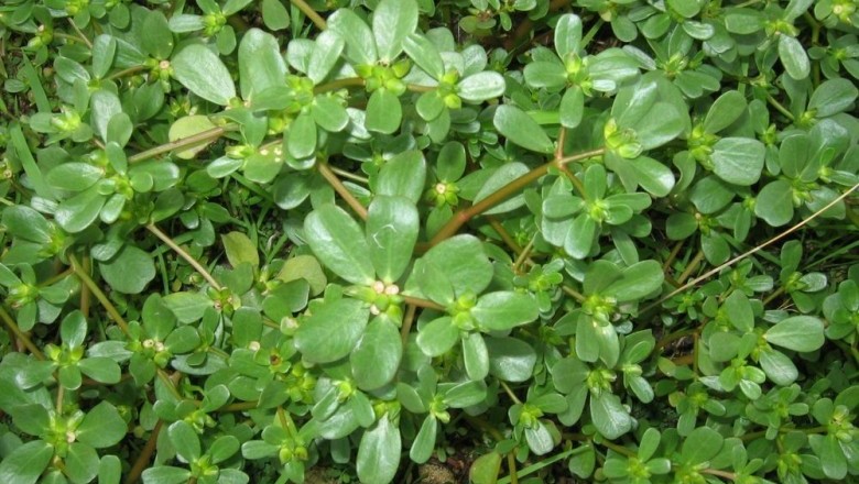 Cây dược liệu cây Rau sam, Mã xì hiện - Portulaca oleracea L