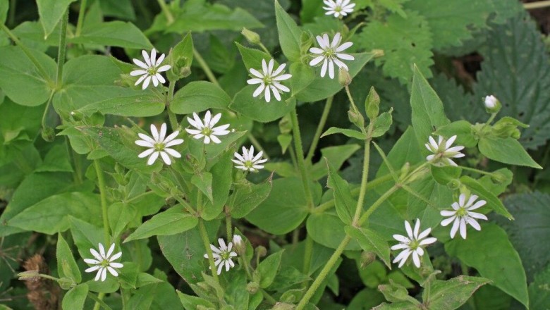 Cây dược liệu cây Rau xương cá, Rau hến, Cây phồn lâu - Myosoton aquaticum (L) Moeuch (Malacchium aquaticum (L) Fries) 