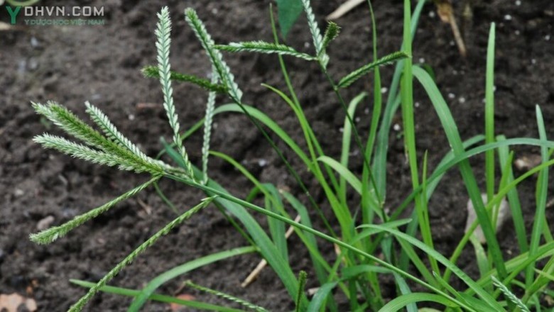 Cây dược liệu cây Cỏ mần trầu, Cỏ vườn trầu, Cỏ màn trầu, Cỏ dáng - Eleusine indica (L.) Gaertn