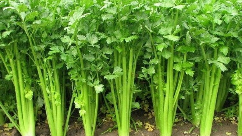 Cây dược liệu cây Cần tây, Rau cần tây - Apium graveolens L