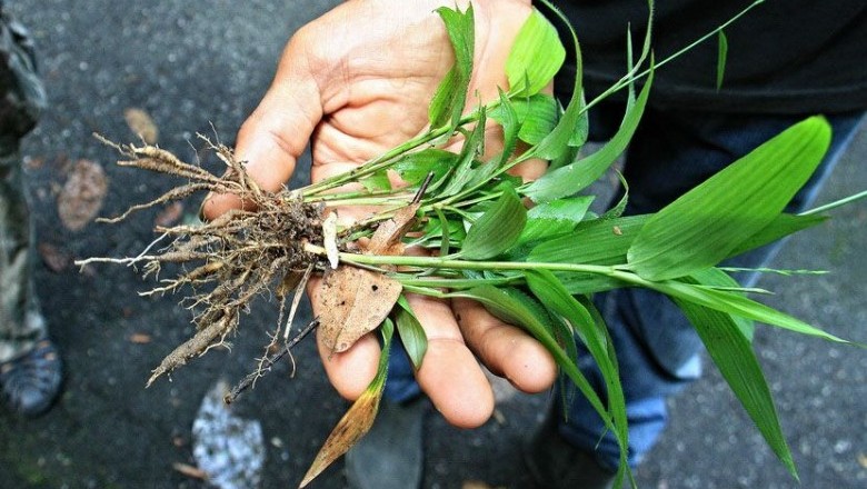 Cây dược liệu cây Cỏ lá tre - Lophatherum gracile Brongn