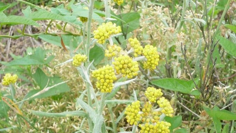 Cây dược liệu cây Rau khúc, Rau khúc vàng - Gnaphalium affine D.Don (G.multiceps Wall.)