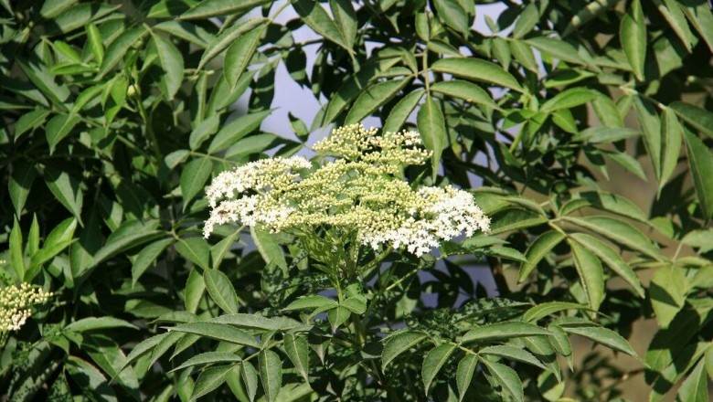 Cây dược liệu cây Cơm cháy, Sóc dịch - Sambucus javanica Reinw. ex Blume