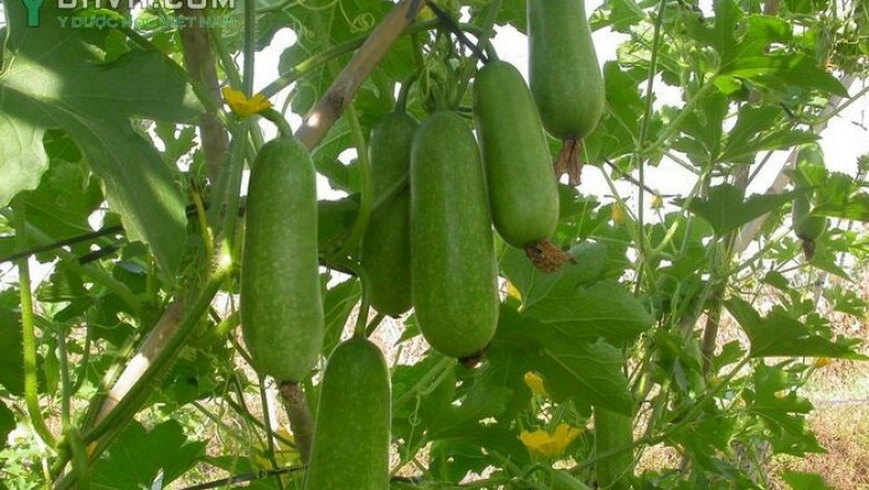 Cây dược liệu cây Bí đao, Bí phấn, Bí xanh - Benincasa hispida (Thunb.) Cogn