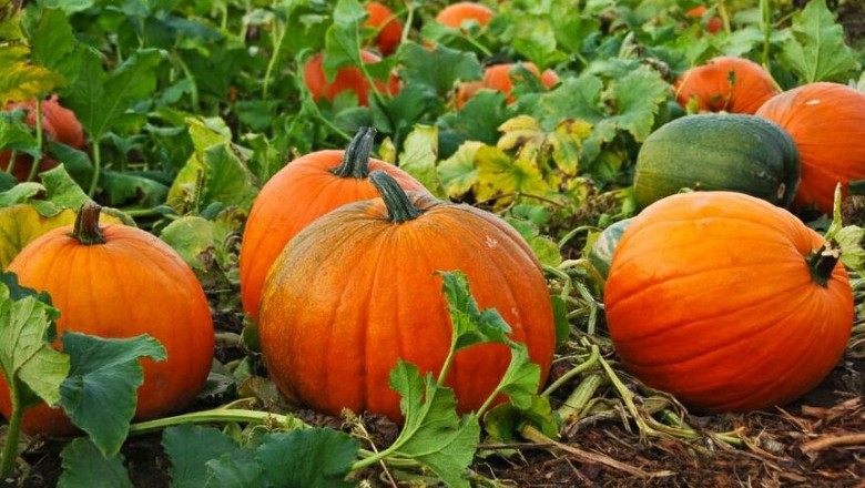 Cây dược liệu cây Bí ngô, Bí ử, Bí sáp - Cucurbita pepo L