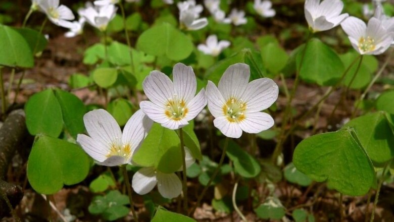 Cây dược liệu cây Chua me đất, Me đất chua - Oxalis acetosella L