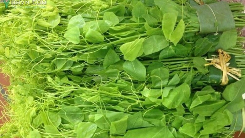 Cây dược liệu cây Dây hương, Dây bò khai, Rau nghiến - Erythropalum scandens Blume