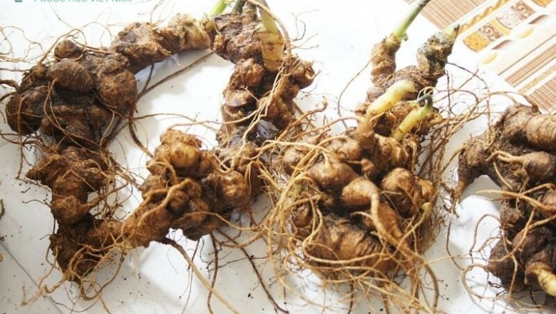 Những cách sử dụng sâm Ngọc Linh cực tốt cho sức khỏe