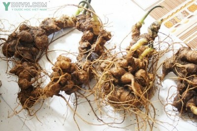 Những cách sử dụng sâm Ngọc Linh cực tốt cho sức khỏe