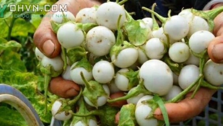 Cây dược liệu cây Cà pháo - Solanum undatum Poir