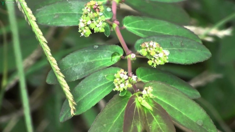 Cây dược liệu cây Lá hến, cây Cào cào, Cỏ sữa lá ban - Euphorbia hypericifolia L