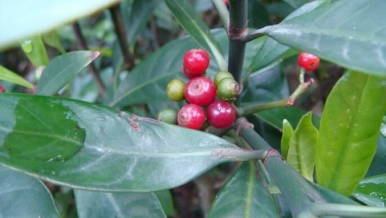 Cây dược liệu cây Lấu, Lấu đỏ, Men sứa - Psychotria rubra (Lour.) Poir (P. reevesii Wall)