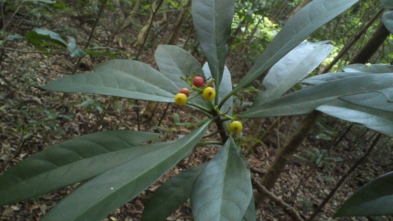 Công dụng và tác dụng chữa bệnh của cây Lấu, Lấu đỏ, Men sứa - Psychotria rubra