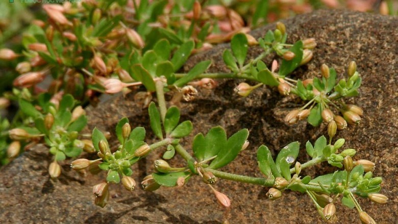 Cây dược liệu cây Rau đắng đất, Rau đắng lá vòng - Glinus oppositifolius (L) Dc