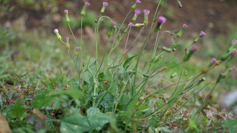 Cây dược liệu cây Rau má lá rau muống, Rau chua lè, Cỏ huy - Emilia sonchifolia (L) DC