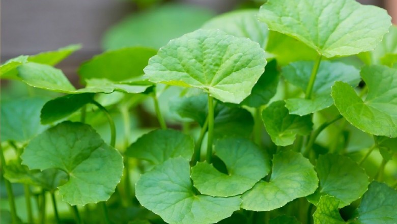Cây dược liệu cây Rau má - Centella asiatica (L.) Urb