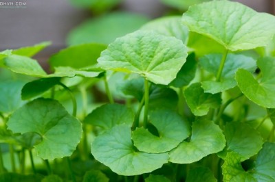 Cây dược liệu cây Rau má - Centella asiatica (L.) Urb