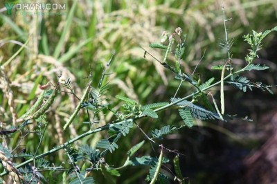 Cây dược liệu cây Rút nước, Điên Điển bưng, Điền ma Ấn - Aeschynomene indica L