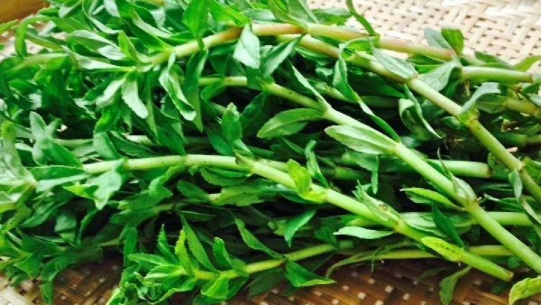 Cây dược liệu cây Rau ngổ, Ngổ trâu, Ngổ đất, Ngổ hương - Enydra fluctuans Lour
