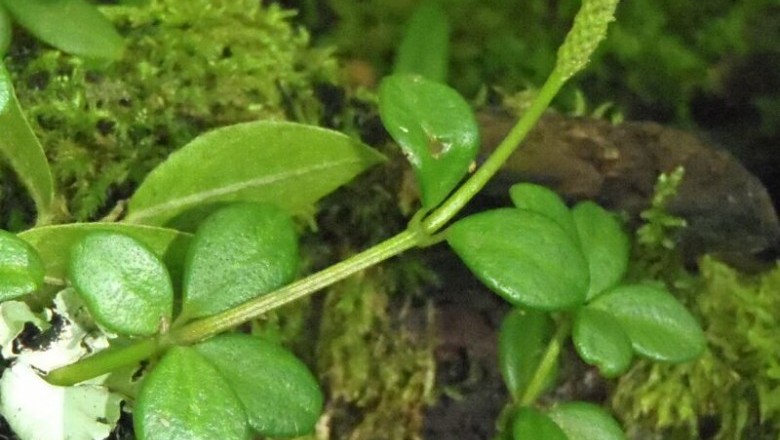 Cây dược liệu cây Rau càng cua bốn lá - Peperomia tertraphylla (Forst f) Hook et Arn