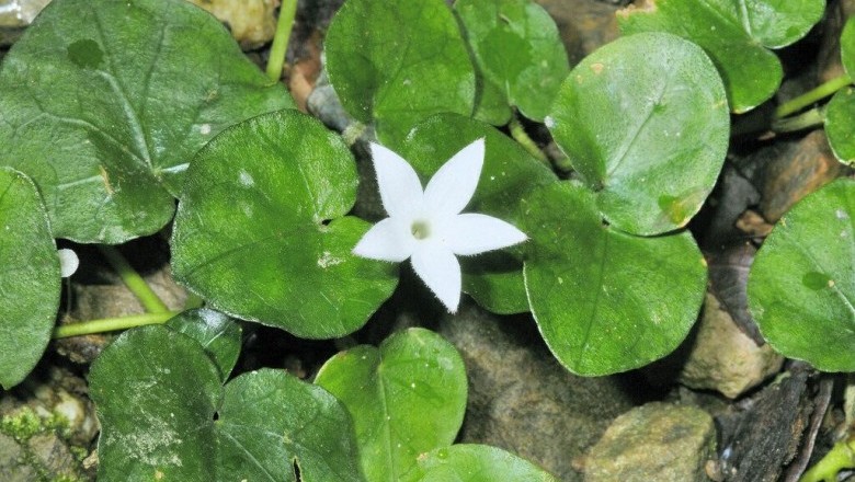 Cây dược liệu cây Rau má núi - Geophila herbacea (L) Kuntze (G reinformis Don)