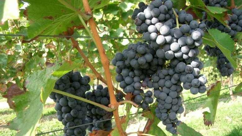 Cây dược liệu cây Nho - Vitis vinifera L