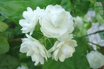 Cây dược liệu cây Nhài, Lài - Jasminum sambac (L.), Ait
