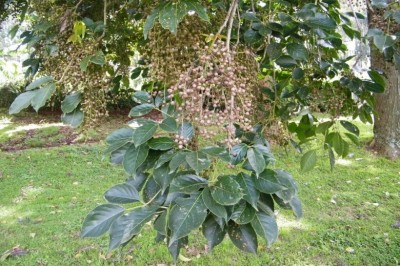 Cây dược liệu cây Nhội, Quả cơm nguội - Bischofia javanica Blume (B. trifoliata (Roxb.) Hook. f.)