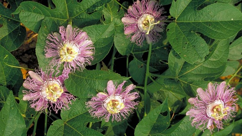 Cây dược liệu cây Lạc tiên cảnh - Passiflora caerulea L