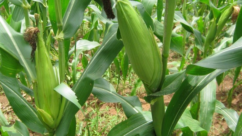 Cây dược liệu cây Ngô hay Bắp - Zea mays L
