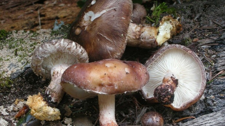 Cây dược liệu cây Nấm hương, Nấm đông cô - Lentinus elodes (Berk.) Singer