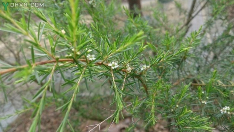 Cây dược liệu cây Chổi, Chổi sể, Chổi trện, Thanh hao - Baeckea fruttescens L