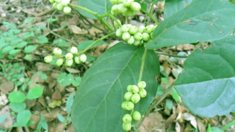 Cây dược liệu cây Chòi mòi, Chu mòi - Antidesma ghaesembilla Gaertn