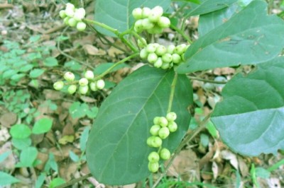Cây dược liệu cây Chòi mòi, Chu mòi - Antidesma ghaesembilla Gaertn