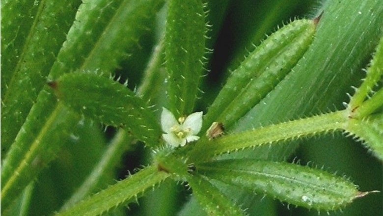 Cây dược liệu cây Vấn vương - Galium aparine L