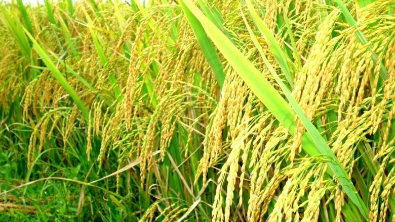 Cây dược liệu cây Lúa - Oryza sativa L
