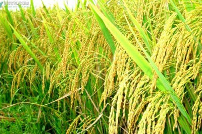 Cây dược liệu cây Lúa - Oryza sativa L