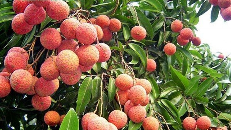 Cây dược liệu cây Vải - Litchi chinensis Sonn