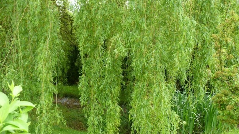 Cây dược liệu cây Liễu - Salix babylonica L