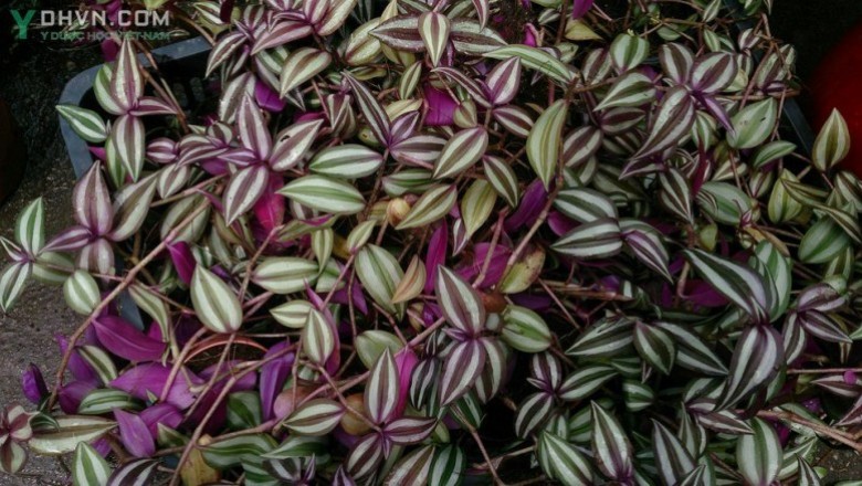 Cây dược liệu cây Thài lài tía, Trai thài lài, Hồng trai - Tradescantia zebrina Hort. ex London (Zebrina pendula Schnizl.)