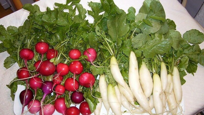 Cây dược liệu cây Cải củ, Rau lú bú - Raphanus sativus L., var. longipinnatus Bail