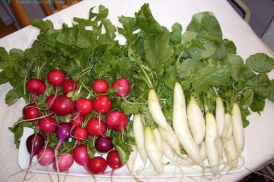 Cây dược liệu cây Cải củ, Rau lú bú - Raphanus sativus L., var. longipinnatus Bail