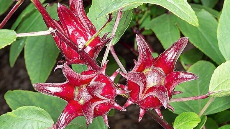 Cây dược liệu cây Bụp giấm - Hibiscus sabdariffa L