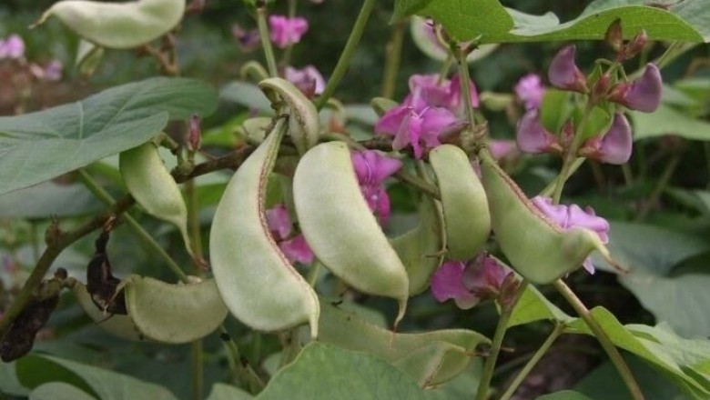 Cây dược liệu cây Ðậu ván trắng, Bạch biển đậu - Lablab purpureus (L.) Sweet subsp, purpureus (Dolichos purpureus L.D. lablab L.)