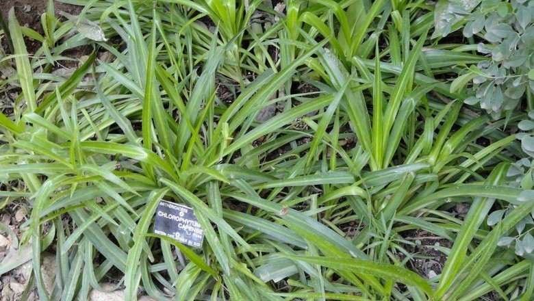 Cây dược liệu cây Lục thảo, Lan bò lan - Chlorophytum capense (L.) Kuntze