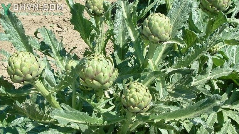 Cây dược liệu cây Actisô - Cynara scolymus L., thuộc họ cúc - Asteraceae
