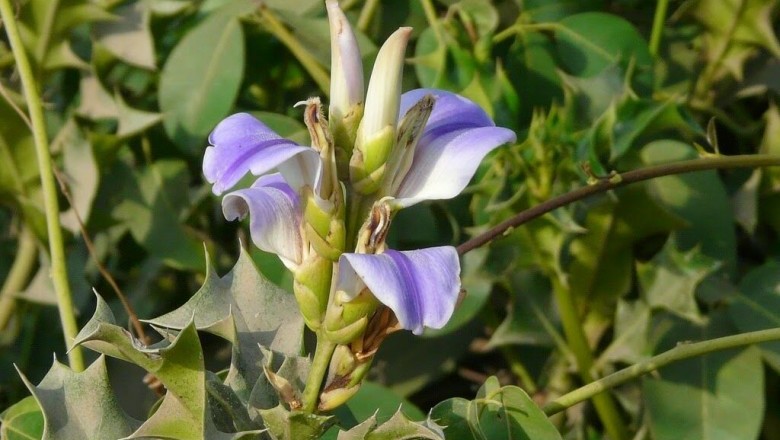Cây dược liệu cây Ô rô nước - Acanthus ilicifolius L